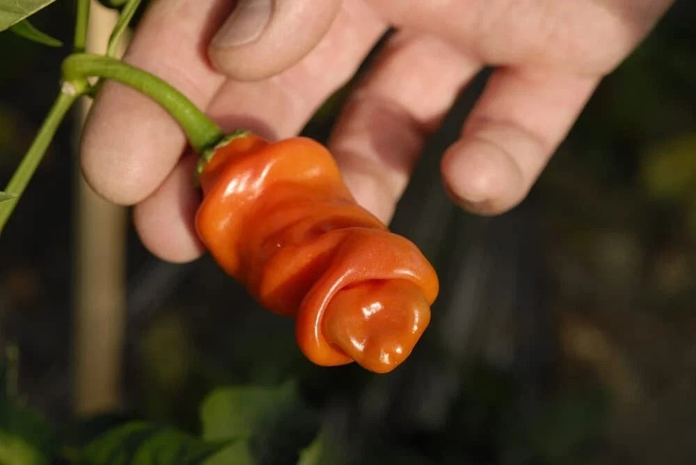 Peter Pepper Seeds - 30 Count - Easy to Grow, Exotic Hot Pepper (Capsicum annuum)