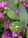 Prickly Pear Cactus Pad Cuttings - 5 Sprouted Nopales - Superfood for Turtles - Opuntia spp.