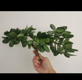 Thick Cutting Jade Plant Succulent 0.75-1 Inch Diameter Crassula ovata - 2 Pieces