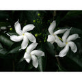 Pinwheel Crape Jasmine Starter Plant - Small Tabernaemontana divaricata - Rooted Indoor/Outdoor Flowering Plant
