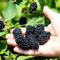Prime-Ark Freedom Blackberry Plant, Floricane, Bare Root, Edible Fruit, Rubus fruticosus, Thrives in Full Sun, Easy Care