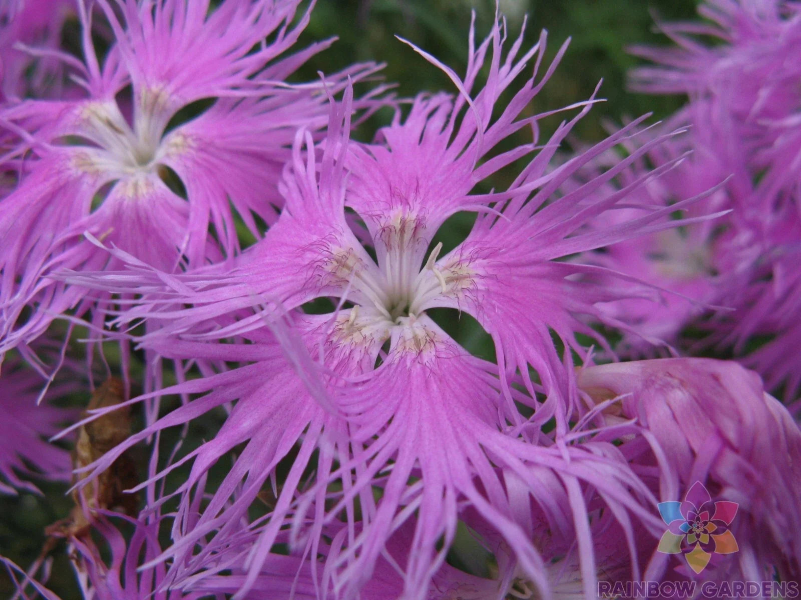Bearded Pink Shades Carnation Seeds - 200+ Premium Seeds for Garden - Dianthus caryophyllus - USA, Free Shipping