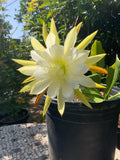 Epiphyllum Orchid Cactus Cuttings - 2 Pieces, White Yellow, 5-8 Inches Long - Epiphyllum spp.