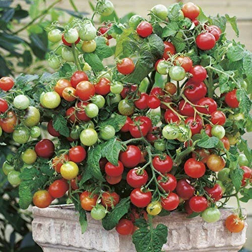 Tiny Tim Tomato Seeds - Heirloom Non-GMO Variety - Perfect for Small Gardens - Solanum lycopersicum
