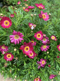 Argyranthemum frutescens 'Grandaisy Red' - 2 Perennial Plants in 3" Pot - Vibrant Red Daisy Flowers