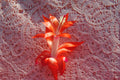 Christmas Cactus Starter Plant - Small LaKoda Fire - Schlumbergera Truncata - Healthy Well-Rooted Houseplant