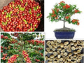 Arabica Coffee Bonsai Tree Seeds - 5 Pack - Exotic Indoor Plant - Coffea arabica