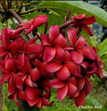 Plumeria Plant 2.5 Inch Pot Red Plumeria CHAliKA Rooted (Plumeria spp.)