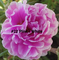 Moss Rose Cuttings - 10 Unrooted Pink/White Portulaca Grandiflora Plants