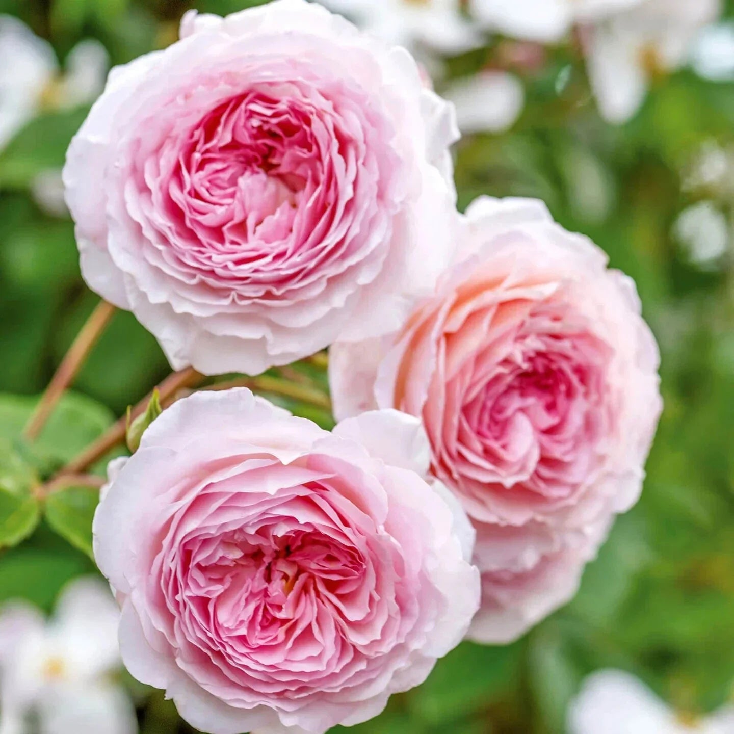Live Rose Cuttings - James Galway Variety - David Austin - Fresh 5-8" Long - 3 Stems