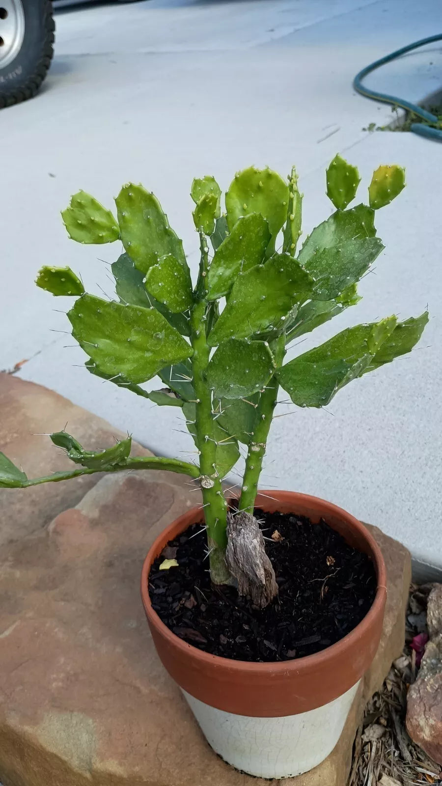 Brazilian Prickly Pear Cactus 6-8" Rooted Opuntia Brasiliensis Plant
