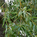 Weeping Willow Cuttings, 9 Organic Cuttings, Salix Babylonica, Bonsai Spec