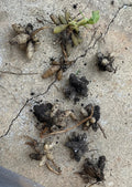 Peruvian Lily 10 Tubers Pacific Sunset Hybrids Astromelia Psittacina Hummingbird Attracting Bare Root Plants