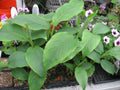 Cold Hardy Banana Plant - 4" Potted Basjoo Banana - Well Rooted Live Plant (Musa basjoo)