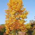 Tulip Poplar Tree Seedling | Live Planting Seedling (1 Tree) | Liriodendron tulipifera