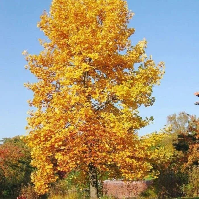 Tulip Poplar Tree Seedling | Live Planting Seedling (1 Tree) | Liriodendron tulipifera