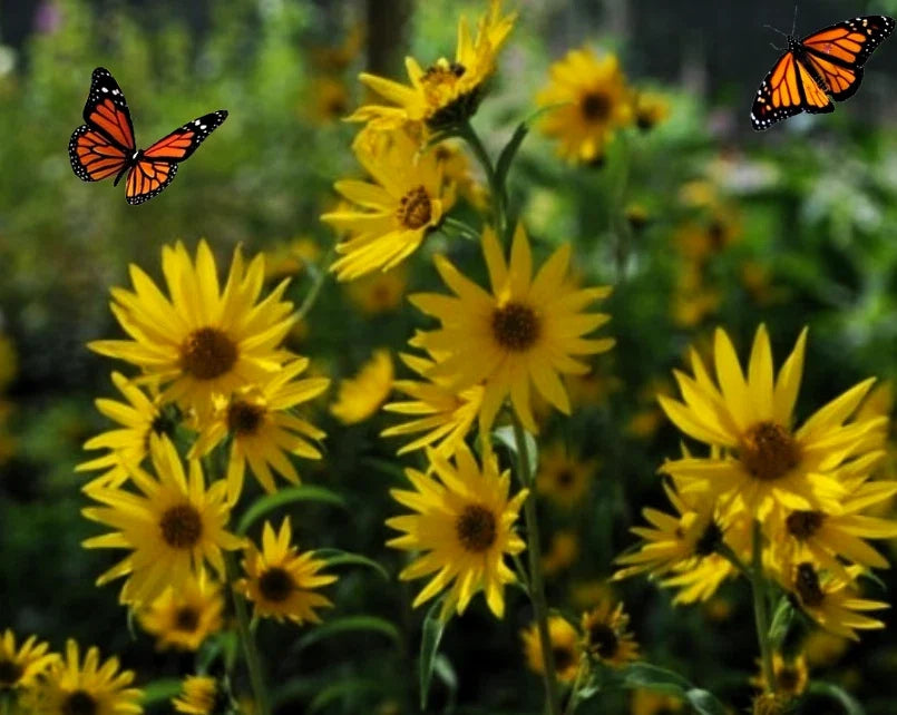 Maximilian's Sunflower Seeds - 100+ Heirloom Seeds (Helianthus maximiliani) - USA Grown, Vibrant Yellow Blooms