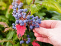 Starter Leatherleaf Mahonia Plant, Small Pot, Evergreen Shrub, Mahonia japonica