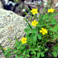 50 Seeds Yellow Wood Sorrel Organic Lemon Clover Oxalis stricta 03/25 Harvest