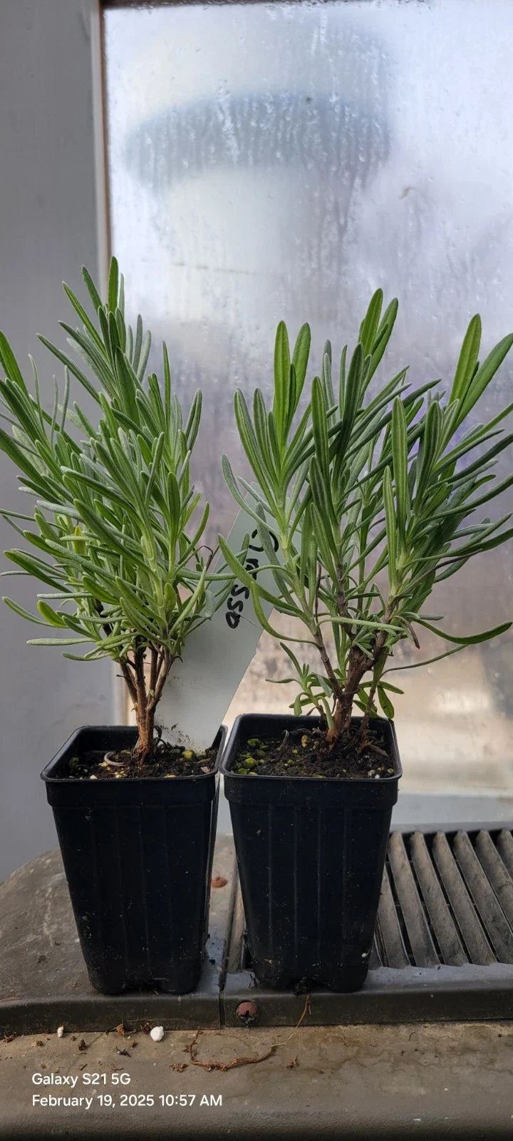 Lavender Plants 3" Pots, Grosso Variety, Aromatic Herb, Well Rooted, Perfect for Spa Garden, Lavandula angustifolia