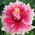 Hibiscus Seeds - 20 Perennial Pink White Flower Seeds - Hibiscus rosa-sinensis