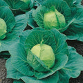 Cabbage Seeds 1000+ Heirloom Golden Acre NON GMO Brassica oleracea