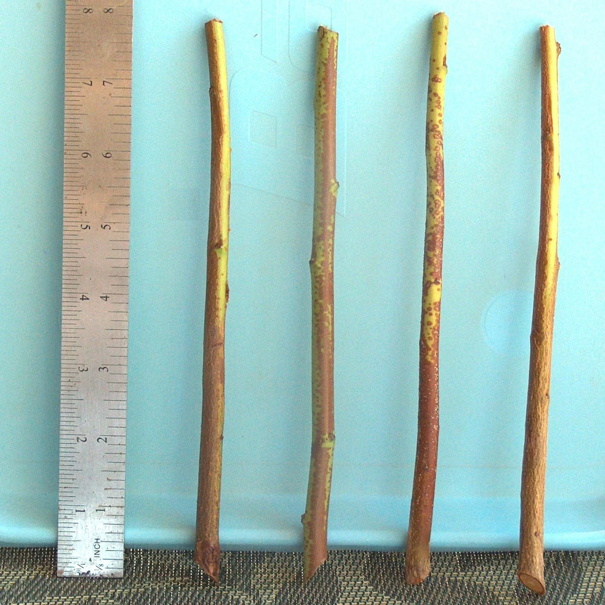 Plum Tree Rootstock Cutting 10 Pack Semi-Dwarf NO ROOT for Scion-Wood Grafting Prunus domestica