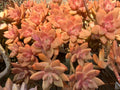 Graptopetalum Cuttings - 2 to 3 Inch - California Sunset Succulent - Grapto Sedum