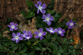 Vinca Vine Rooted Cuttings - 10 Perennial Evergreen Plants (Creeping Myrtle, Periwinkle) - Perfect for Ground Cover