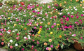 Mixed Moss Rose Seeds - 1000+ Seeds - Portulaca Grandiflora - Colorful Ground Cover for Gardens