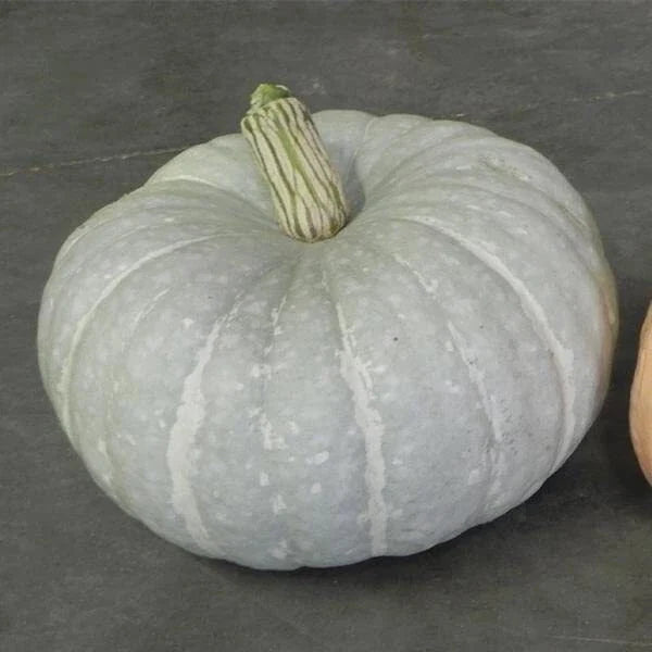 Silver Moon Pumpkin Seeds | 10 Seeds per Packet | Silver Stacker Variety | Cucurbita pepo