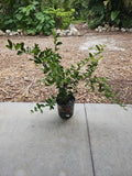 Large Barbados Cherry Tree 35" Tall Tropical Fruit Plant Florida Malpighia emarginata