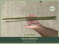 Silky Willow Cuttings 12" Fresh Cuttings Salix sericea Native Plant