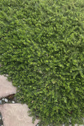 Creeping Boobialla Cuttings - 10 Myoporum Parvifolium Plants - Native Myrtle Ground Cover