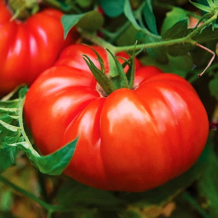 Giant Beefsteak Tomato Seeds | Extra Large Heirloom Variety | Determinate | Solanum lycopersicum