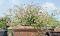 Rooted Cutting Euphorbia guiengola Plant Piece | 2" Rae Succulent Bonsai Cutting
