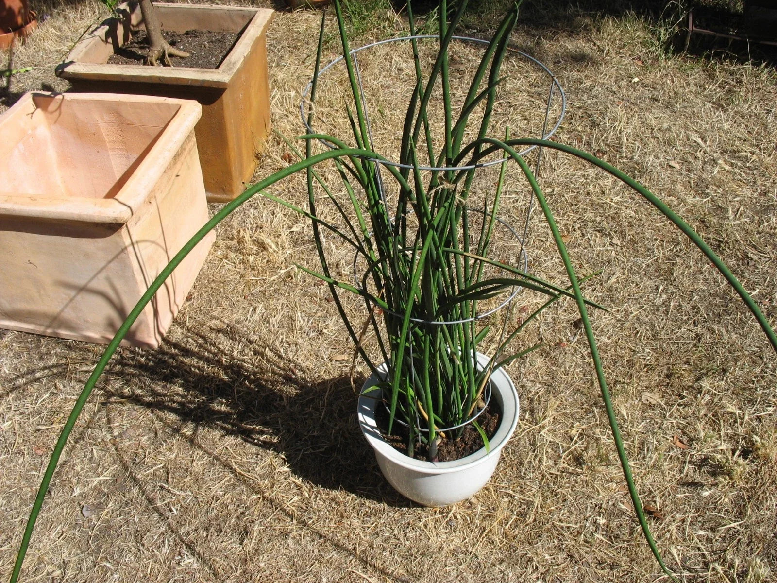 Sansevieria Lancia Cuttings - Rare Snake Plant Cuttings with Roots - Indoor Houseplant Propagation