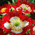 Poppy Seeds Landscaper's Pack Danish Flag Red White Non-GMO 5000 Seeds Papaver Double Flowering