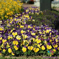 Matrix Morpheus Pansy Seeds - 200+ Pack - Colorful Viola Flowers for Garden - USA Grown
