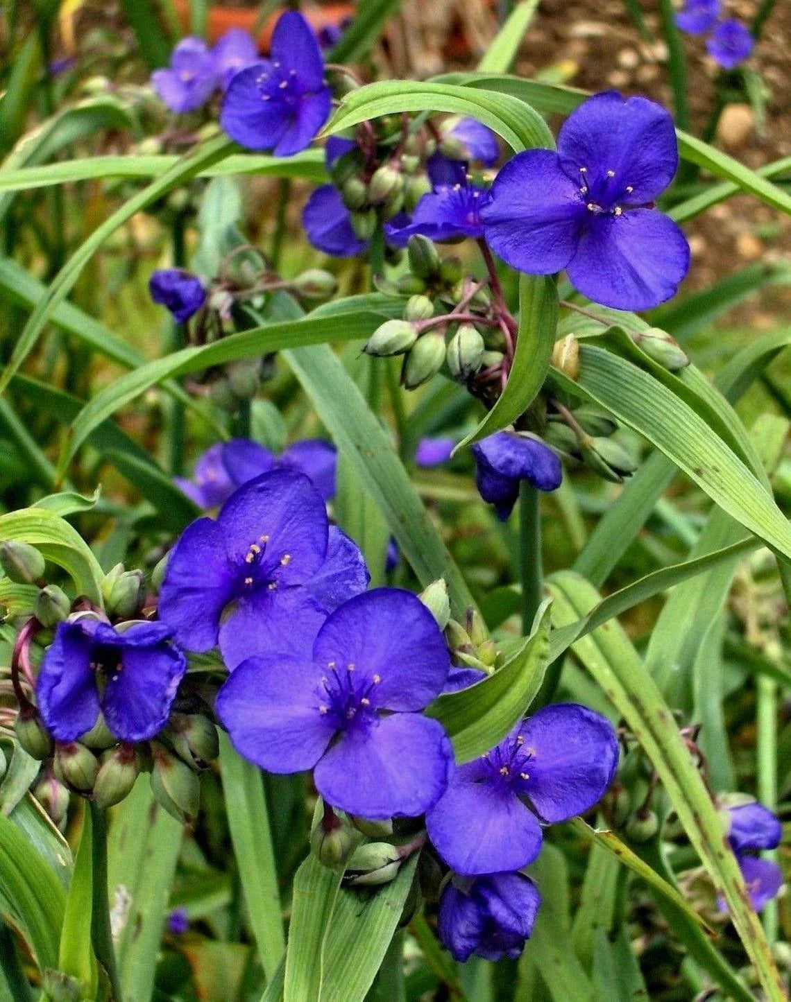Live Spiderwort Plant - Bluejacket Variety - Tradescantia - Well-Rooted Widow Tears