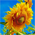 MAMMOTH Grey Stripe Sunflower Seeds - 50+ Organic Giant Native Wildflower - Easy Grow Helianthus annuus