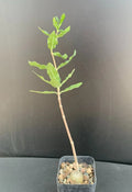 Fockea edulis Succulent Plant - Rare Well-Rooted 2" Pot - Unique Caudex Variety
