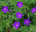 Nimbus Geranium Seeds 25+ Pack for Garden Planting - Pelargonium 'Nimbus' - USA Grown - Free Shipping