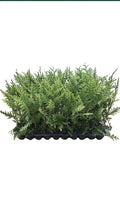 10 Green Giant Arborvitae Trees, 30-50 ft, Thuja Plicata, Evergreen Privacy Shrub, Fast-Growing, Deer Resistant, Bare Root
