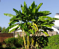 Cold Hardy Banana Tree Starter Plant - Small Rooted Musa Basjoo - Tropical Garden Variety