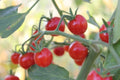 Super Sweet 100 Cherry Tomato Seeds - 100+ Seeds for Planting - Heirloom Variety - Solanum lycopersicum