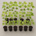 Florida Red Maple Trees 8"-15" Live Seedlings Acer Rubrum Deer-Resistant Fast Growing Outdoor Plant