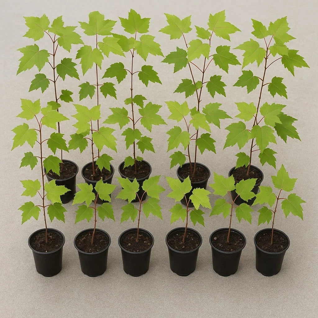 Florida Red Maple Trees 8"-15" Live Seedlings Acer Rubrum Deer-Resistant Fast Growing Outdoor Plant