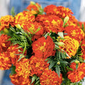 French Marigold Seeds Sparky Mix - 150+ Heirloom Non-GMO Seeds - Tagetes patula - Free Shipping USA