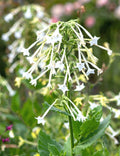 White Jasmine Flowering Tobacco Seeds - 1500+ Seeds (Nicotiana sylvestris) - Tropical Herb for Garden and Landscape